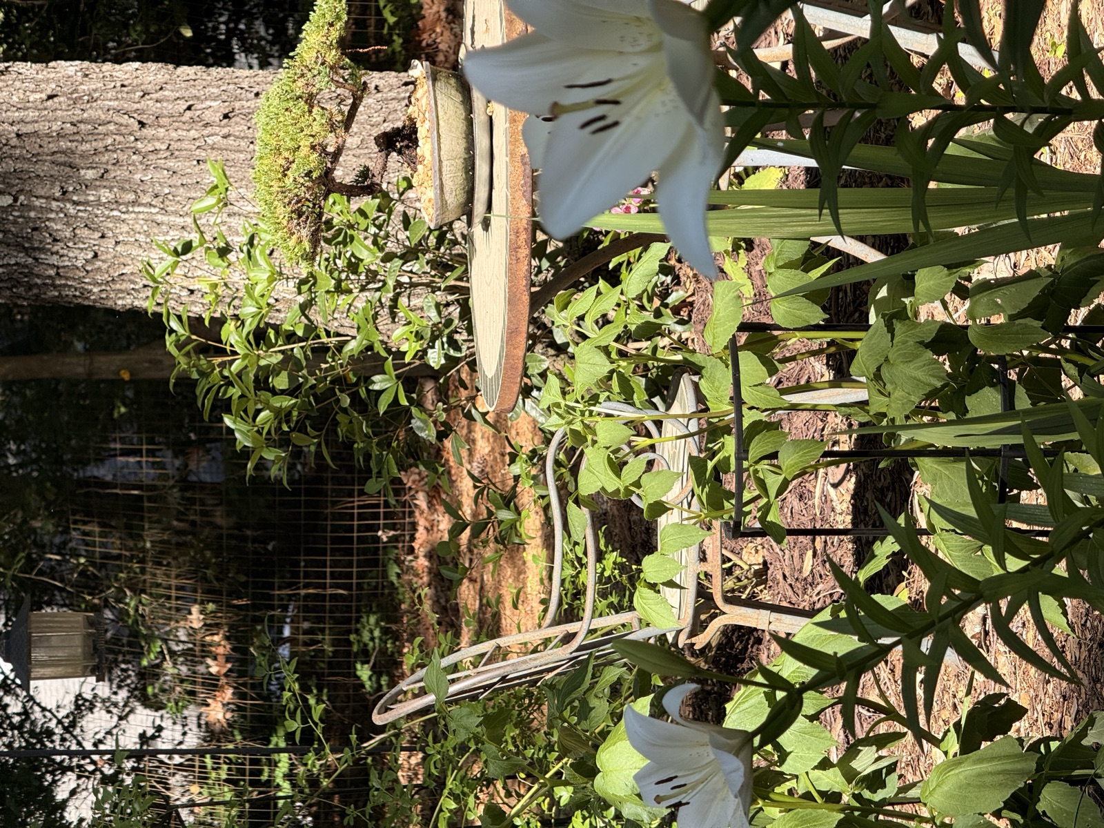Anna's backyard garden beds: After june 2026 1 - Raleigh, North Carolina