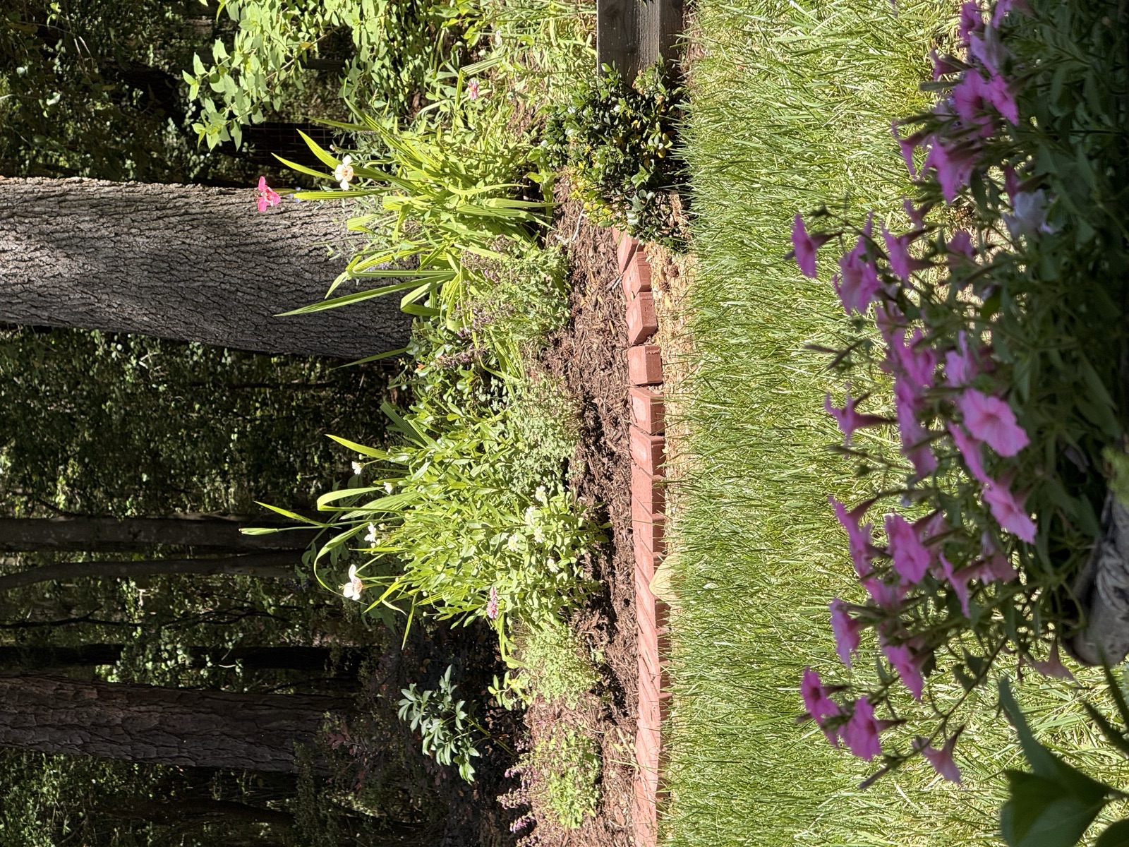 Anna's backyard garden beds: After june 2026 2 - Raleigh, North Carolina