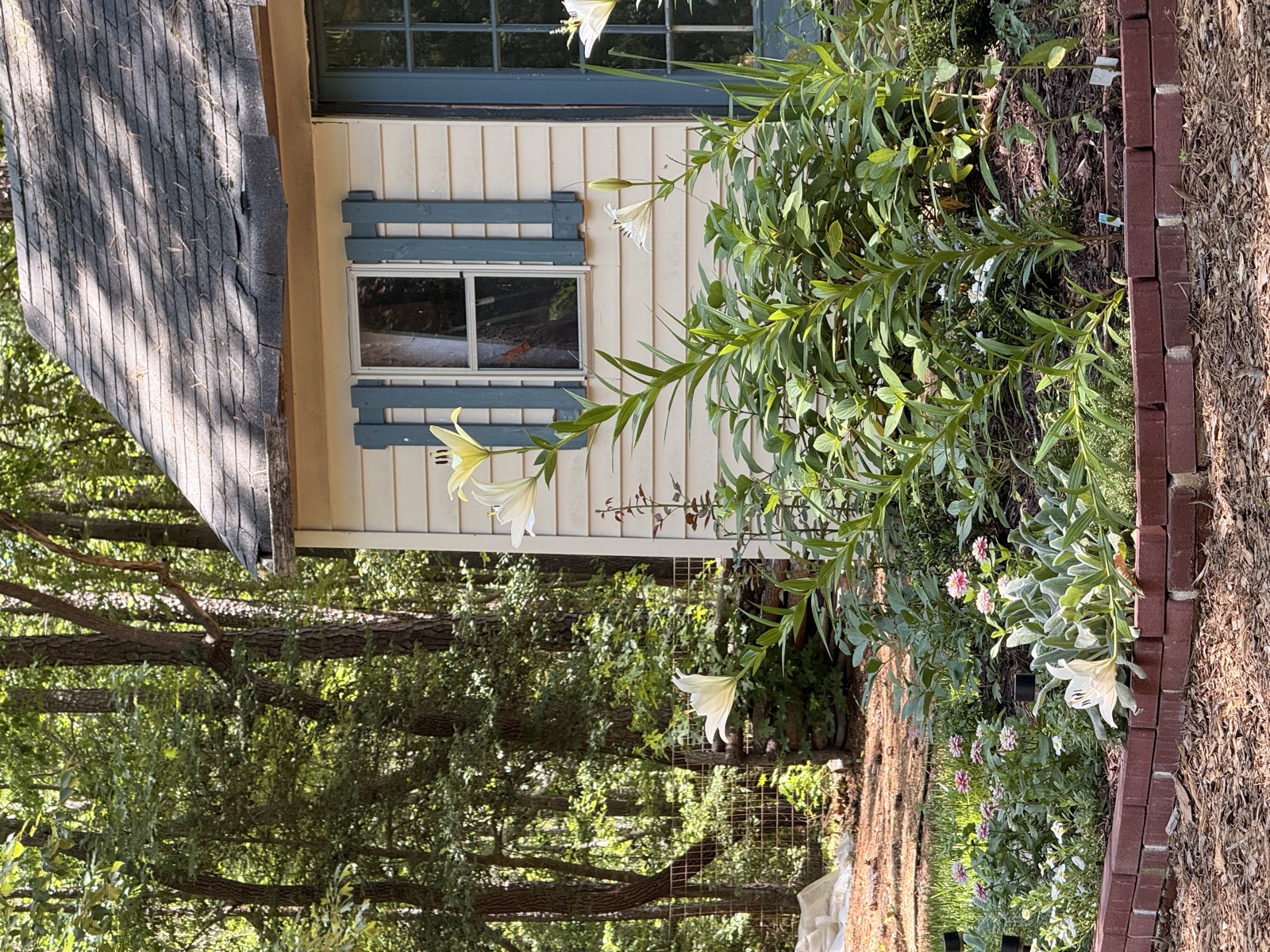 Anna's backyard garden beds: After june 2026 3 - Raleigh, North Carolina