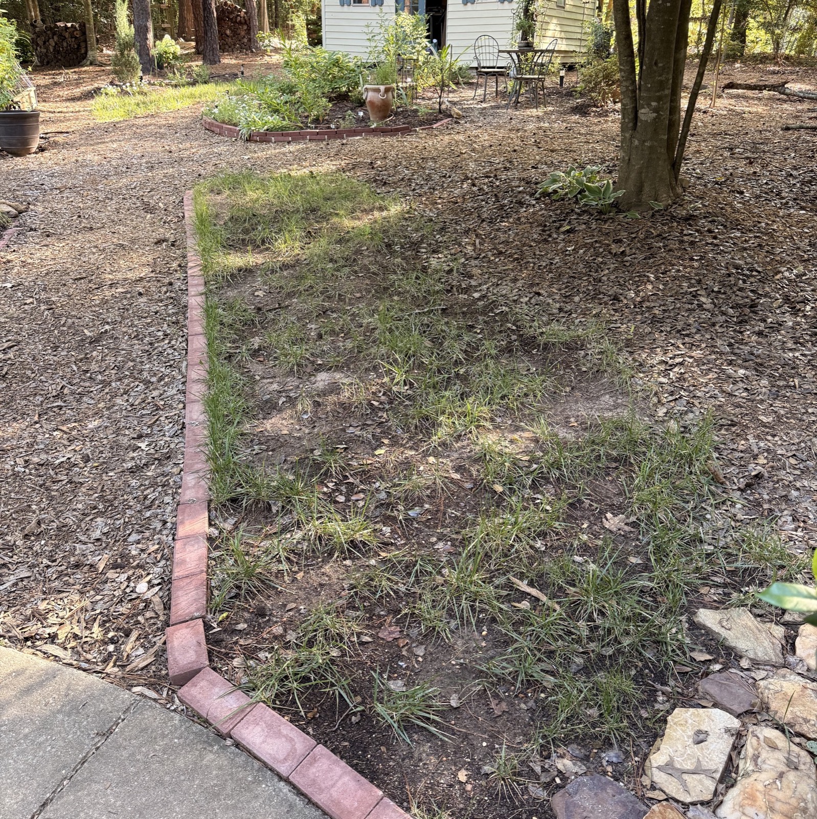 Struggling grass in the narrow bed beneath the mature holly before the project