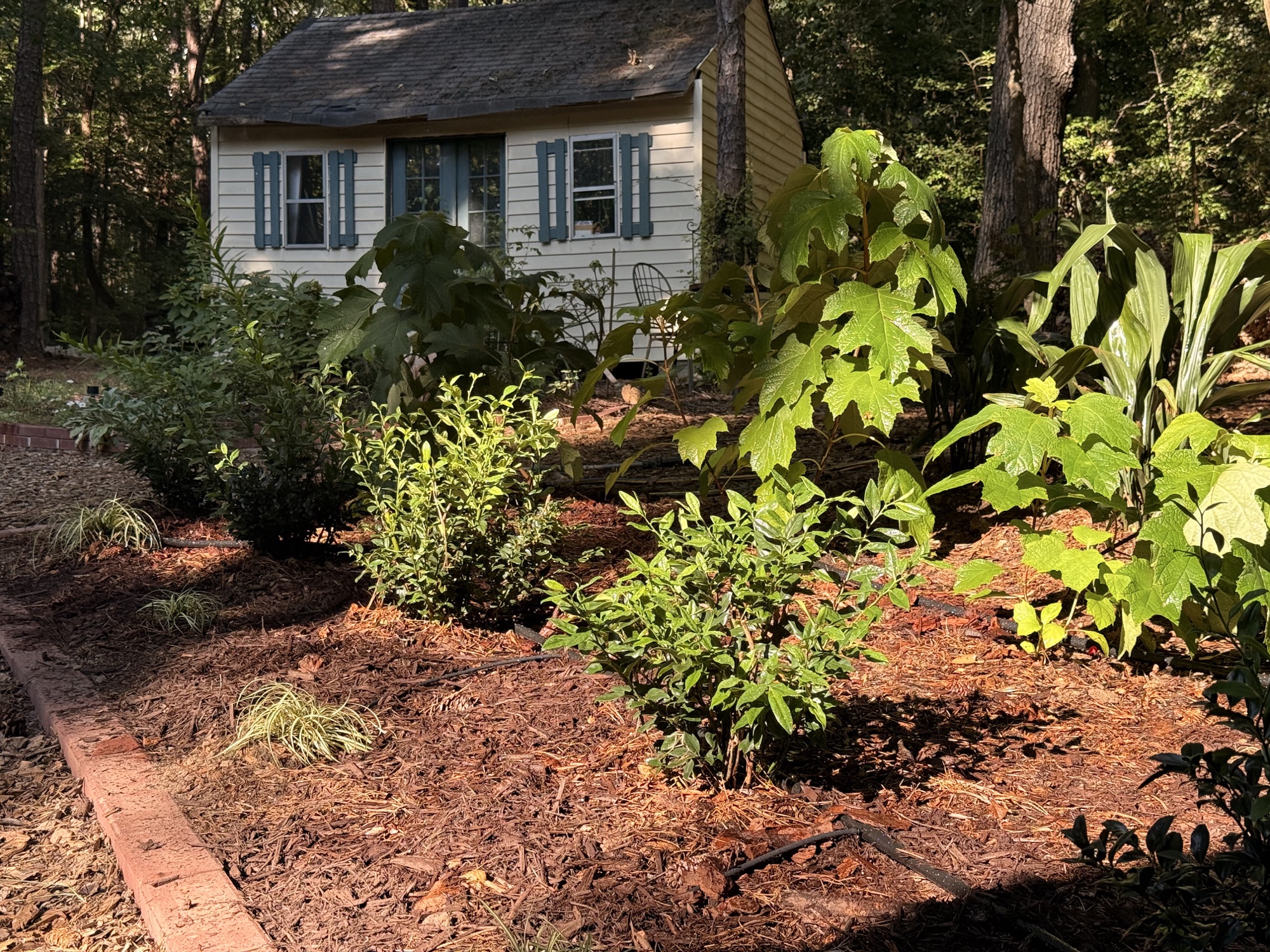 The newly planted ornamental bed beneath the mature holly