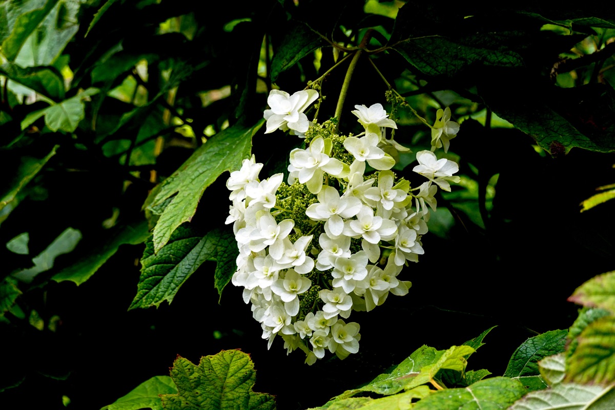 Reference photograph of an Autumn Reprise oakleaf hydrangea